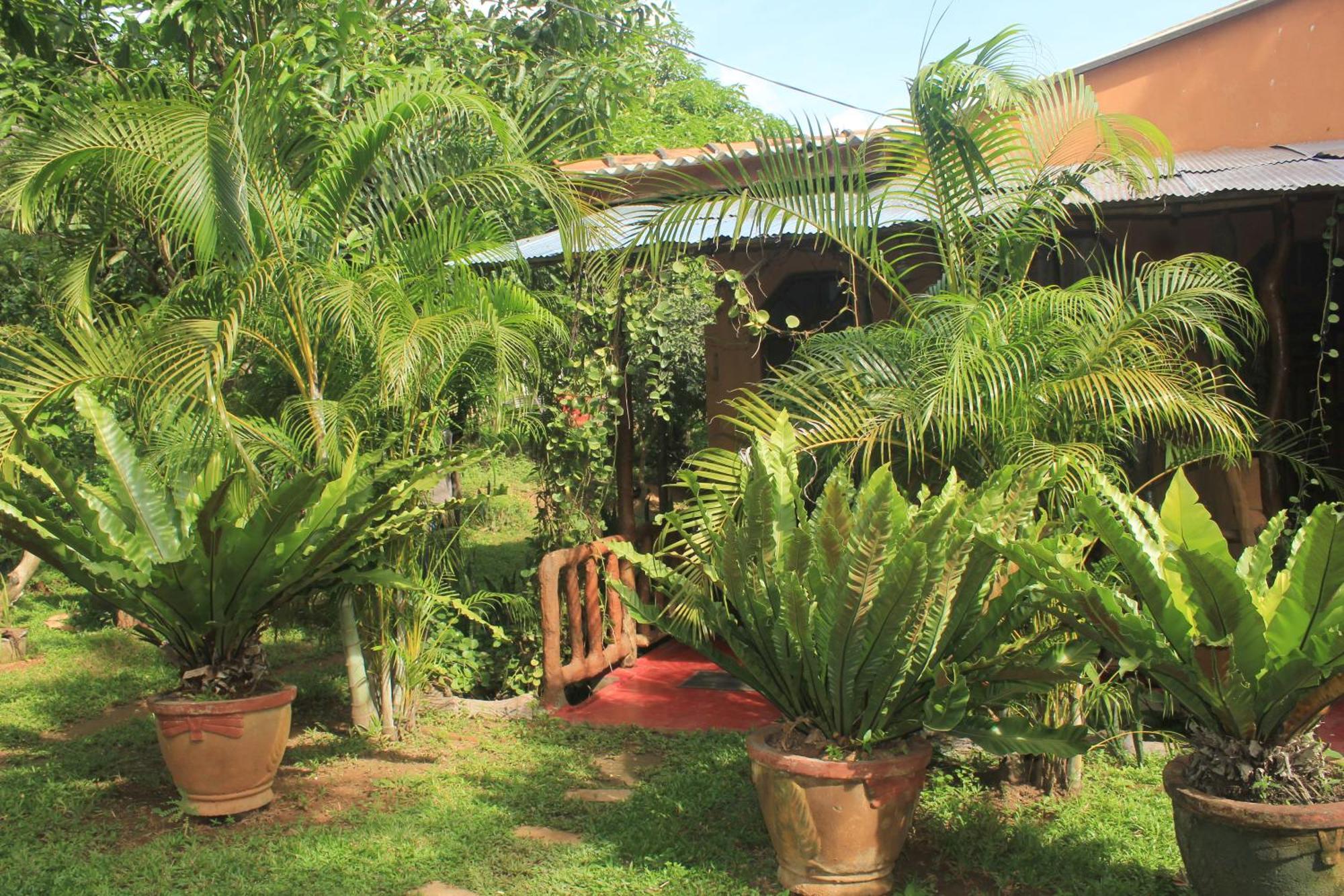 Sigiriya Nature View Home Stay Exteriér fotografie