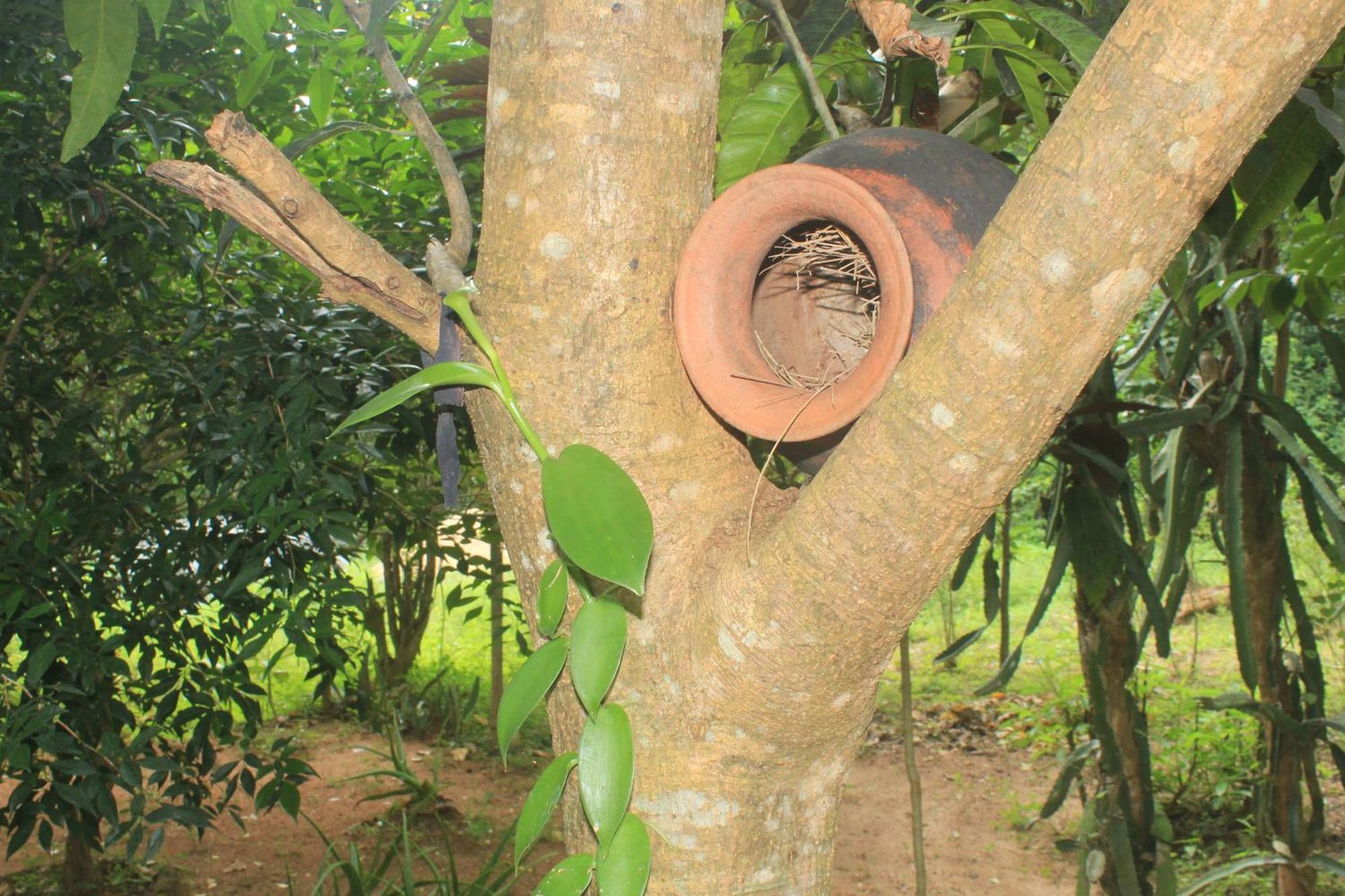 Sigiriya Nature View Home Stay Exteriér fotografie